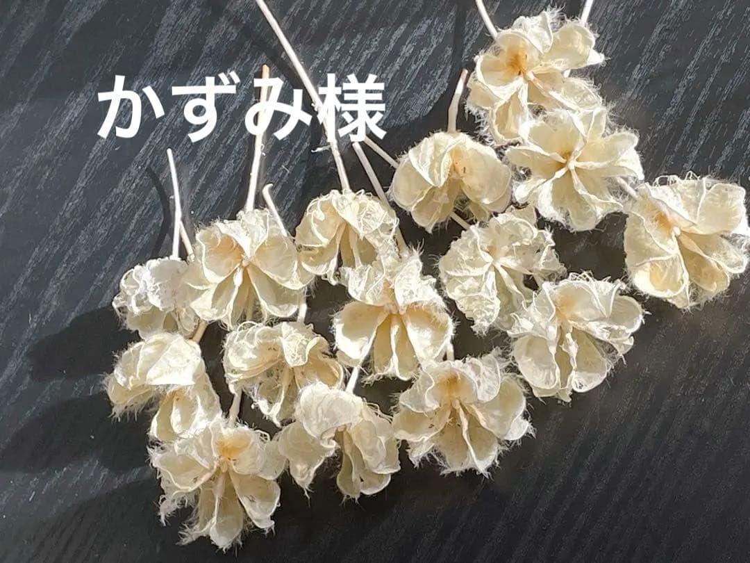 芙蓉(ふよう)の花殻 ドライフラワー ❣️ブリーチ✨ワンポイントにどうぞ〜リース用