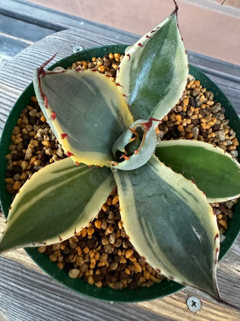 アガベ Agave parryi var. truncata 'Orizaba' 198