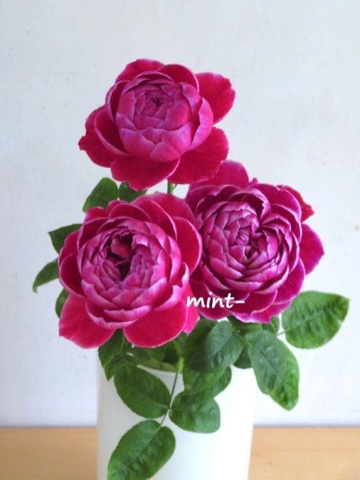 バラ接ぎ木苗　マリーローズ　切り花廃番品種