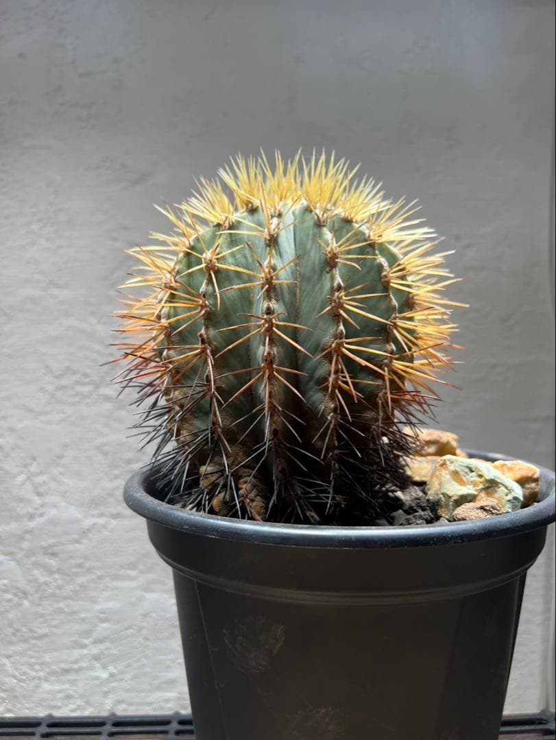 【B】フェロカクタス・王冠竜　良株