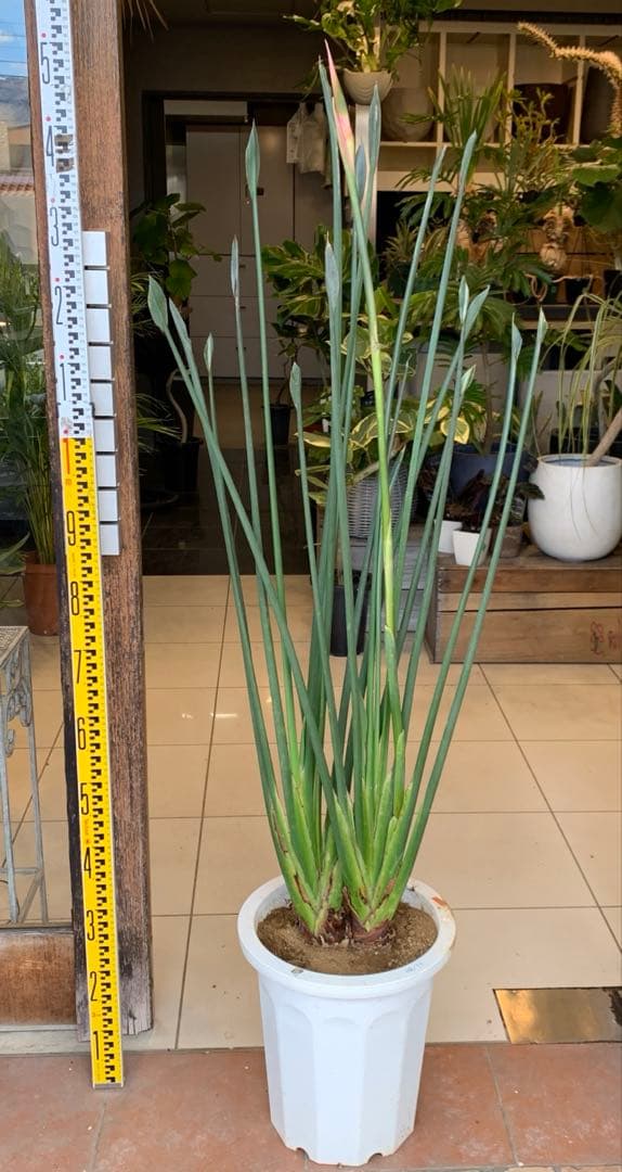 ストレリチア ノンリーフ 10号 大株