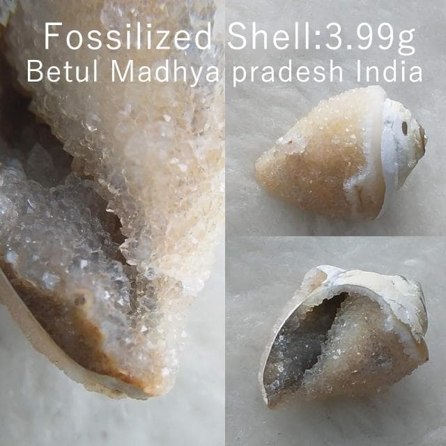 3.99g　ドゥルジー状　メノウ化左巻き　貝化石　化石　巻貝　結晶　水晶