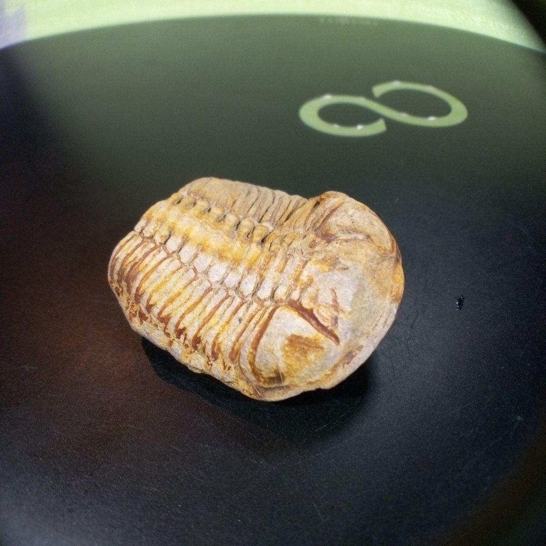 三葉虫　化石　fossil　ボリビア産　トライロバイト　三葉虫個体④