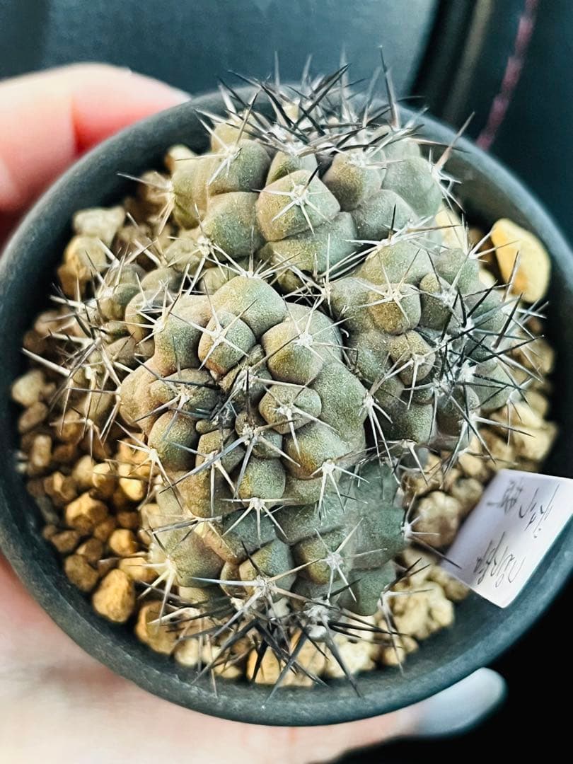 SALE✨現物①点限り✨超激レア✨黒棘　デュラ接降群生　コピアポア　抜き苗