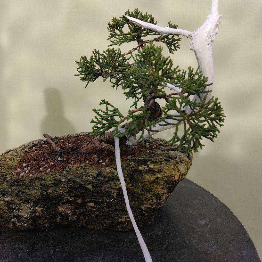 しんぱく小品盆栽です。　軽石植え　タヌキ盆栽です。値下げしました