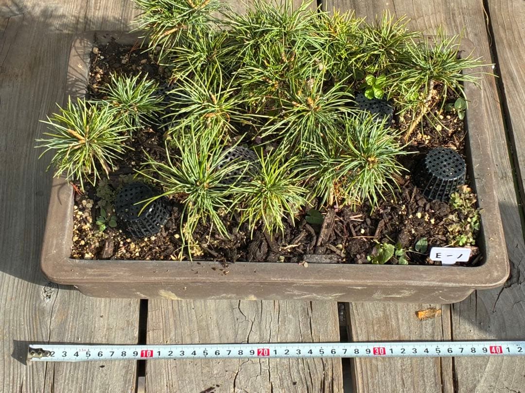 13本セット ★盆栽★ 赤石五葉松　 E-1 ★愛媛県より発送★