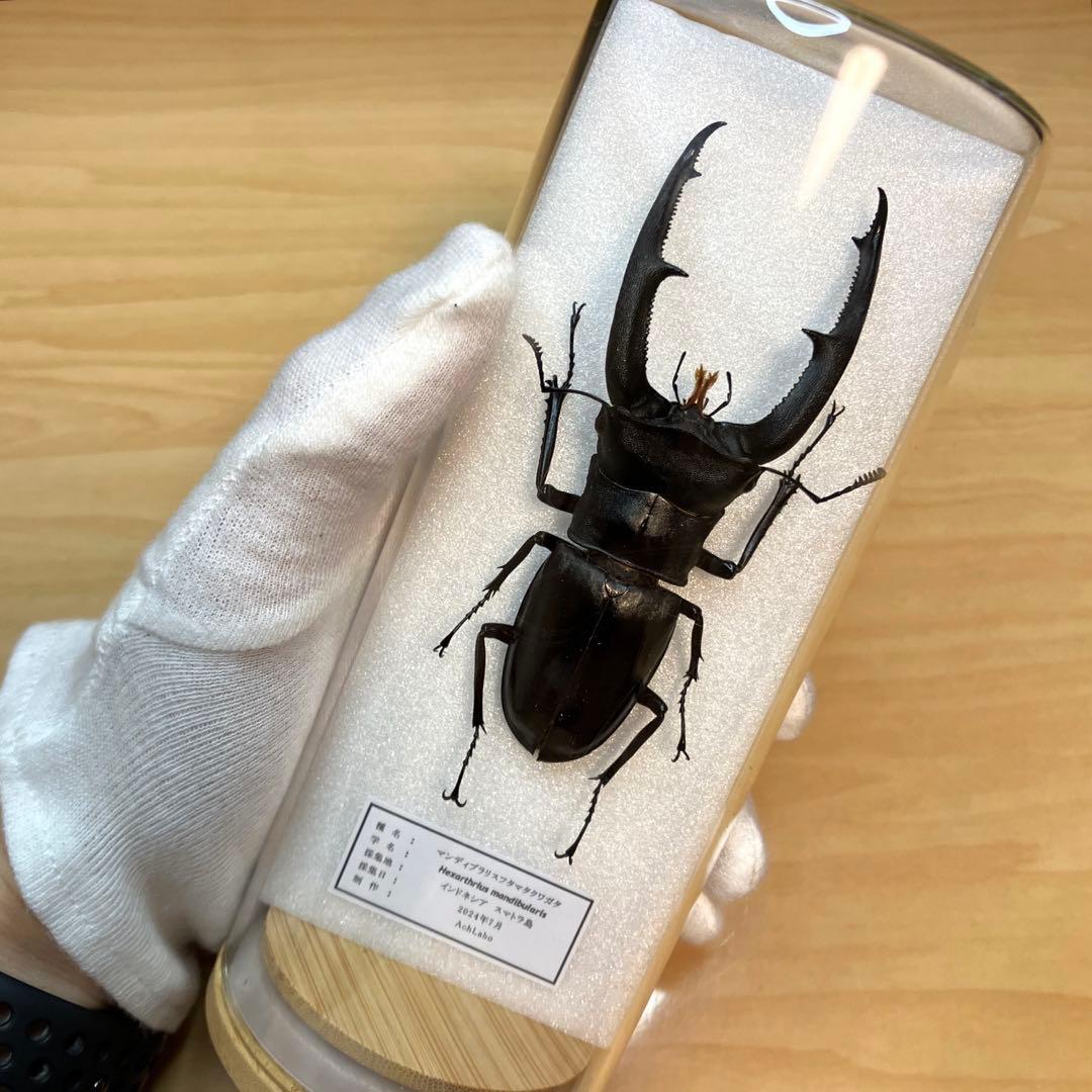 【昆虫標本】マンディブラリスフタマタクワガタ　ガラスケース入り
