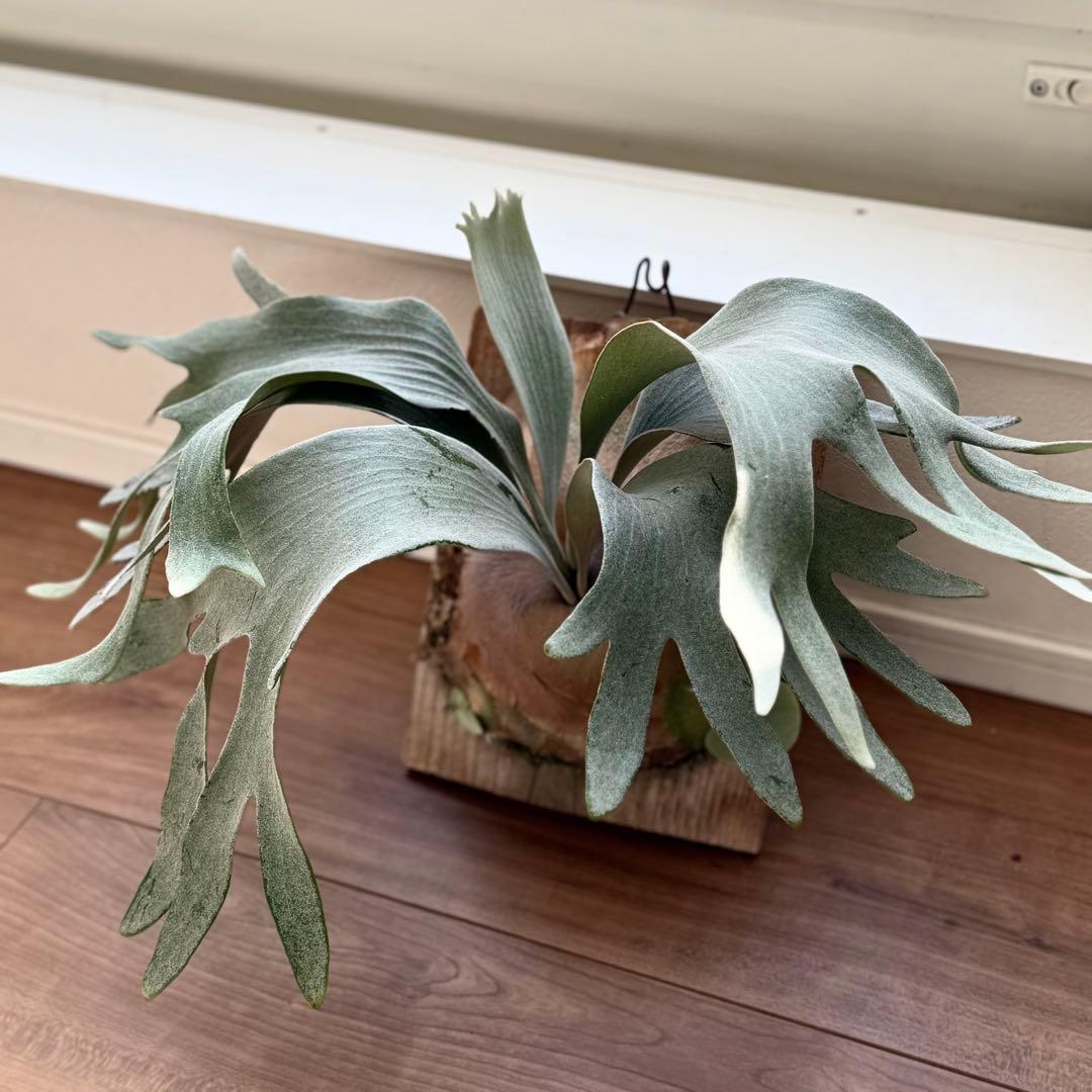 ビカクシダ　ホワイトギズモ　white gizmo 長期養生株