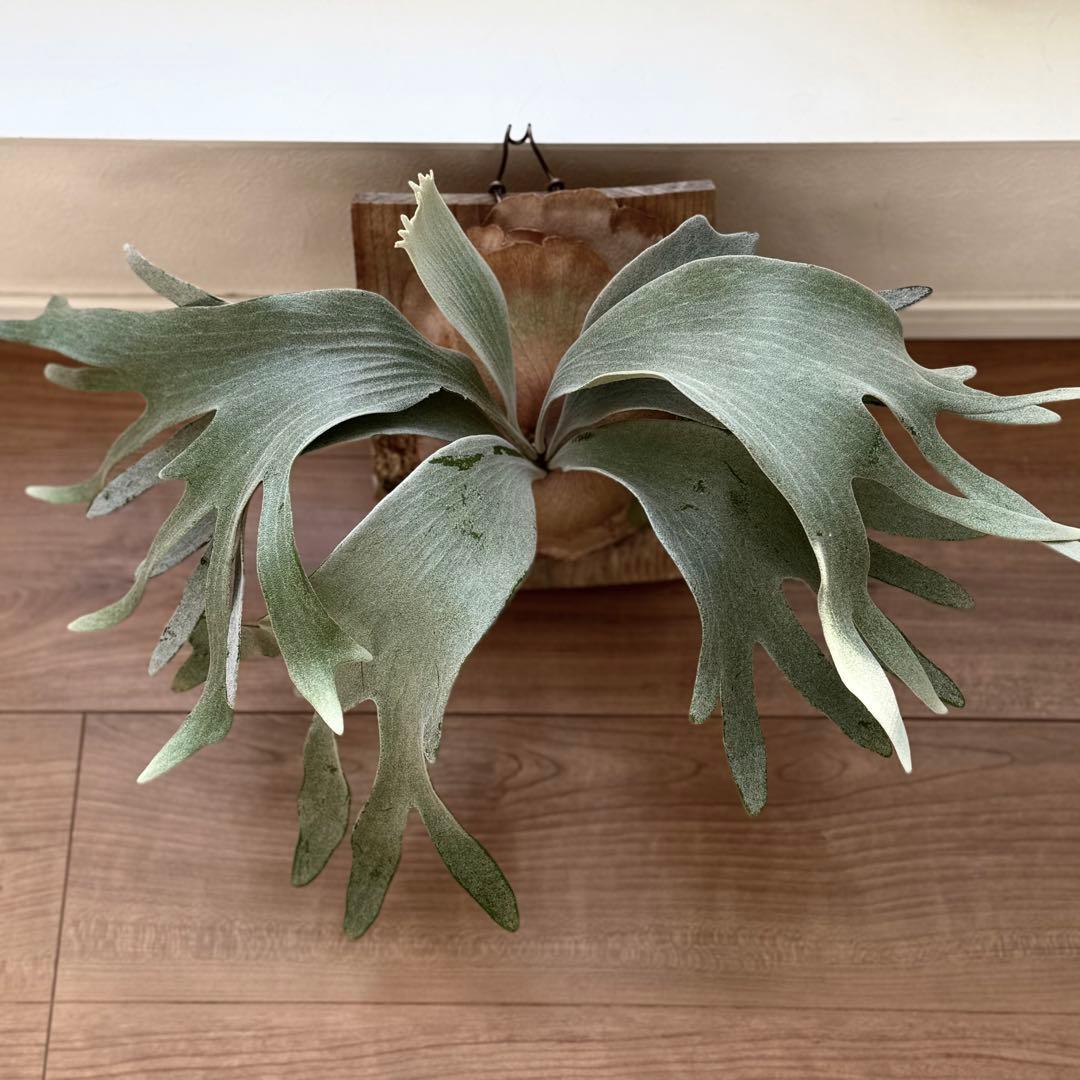 ビカクシダ　ホワイトギズモ　white gizmo 長期養生株