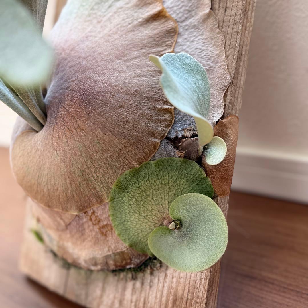 ビカクシダ　ホワイトギズモ　white gizmo 長期養生株