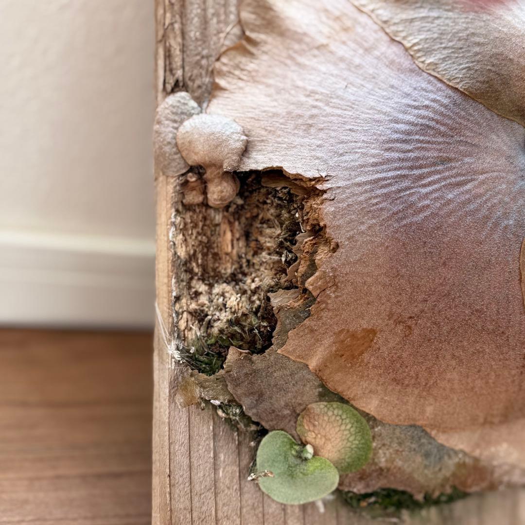 ビカクシダ　ホワイトギズモ　white gizmo 長期養生株