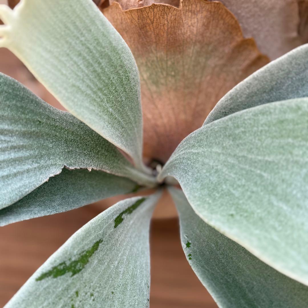 ビカクシダ　ホワイトギズモ　white gizmo 長期養生株