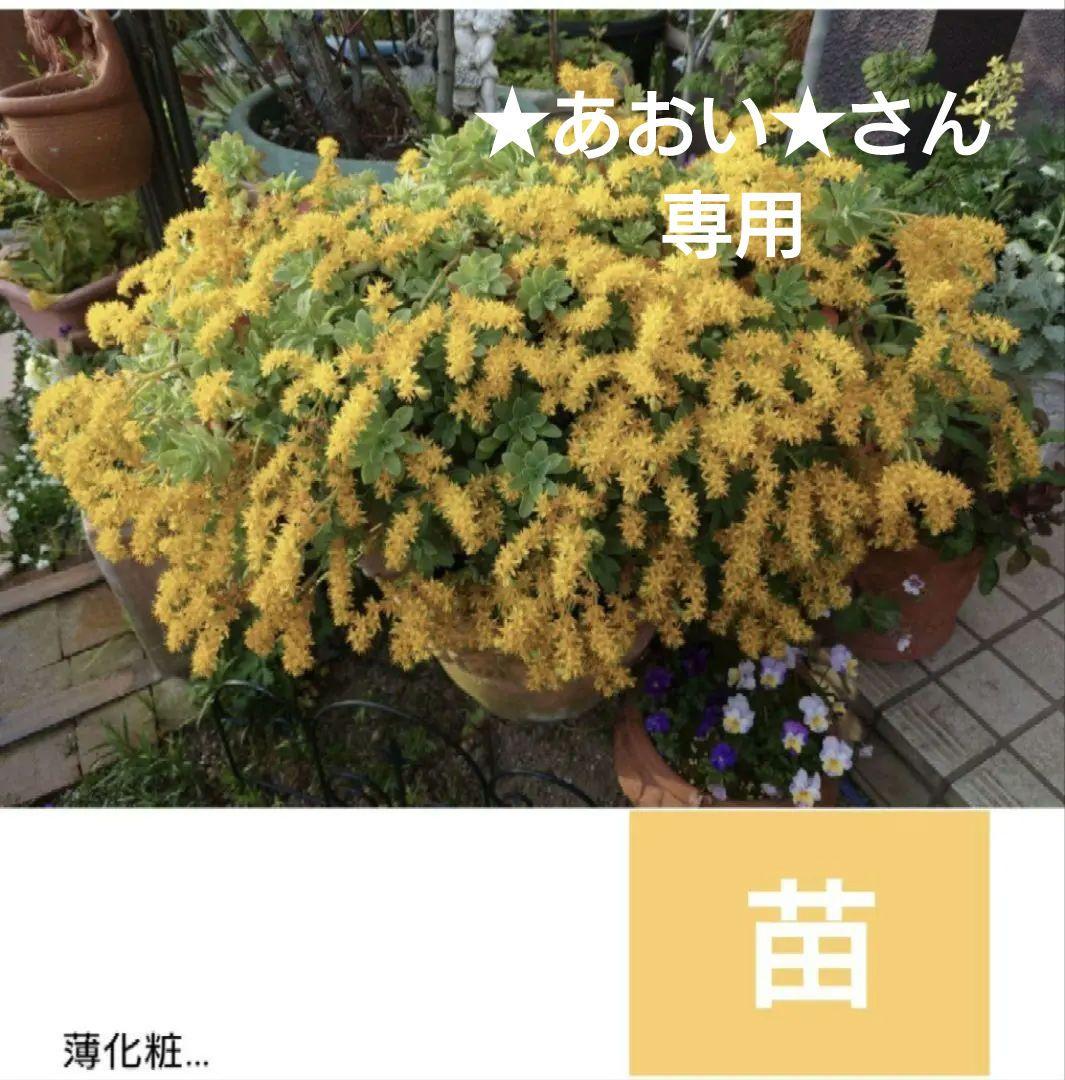 薄化粧　多肉植物　セダムパルメリ　 挿し木苗　根付き　抜き苗