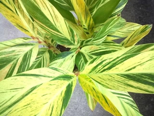 黄斑入り　フイリ　月桃　苗　キフゲットウ　金運　観葉植物　げっとう