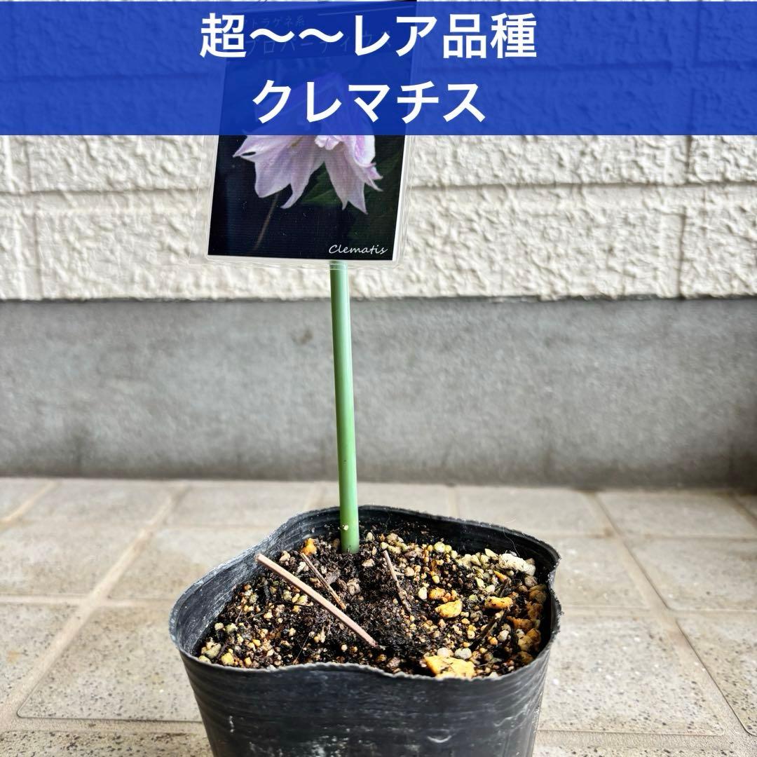 クレマチス　苗　プロペル　宿根草　♡激レア♡ 花苗　花壇