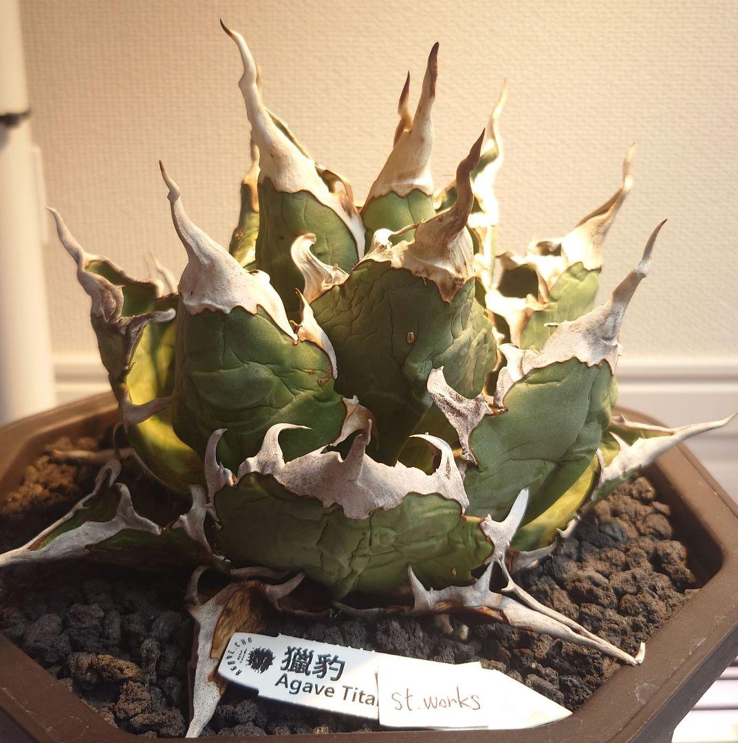 Agave titanota【猟豹】親株販売