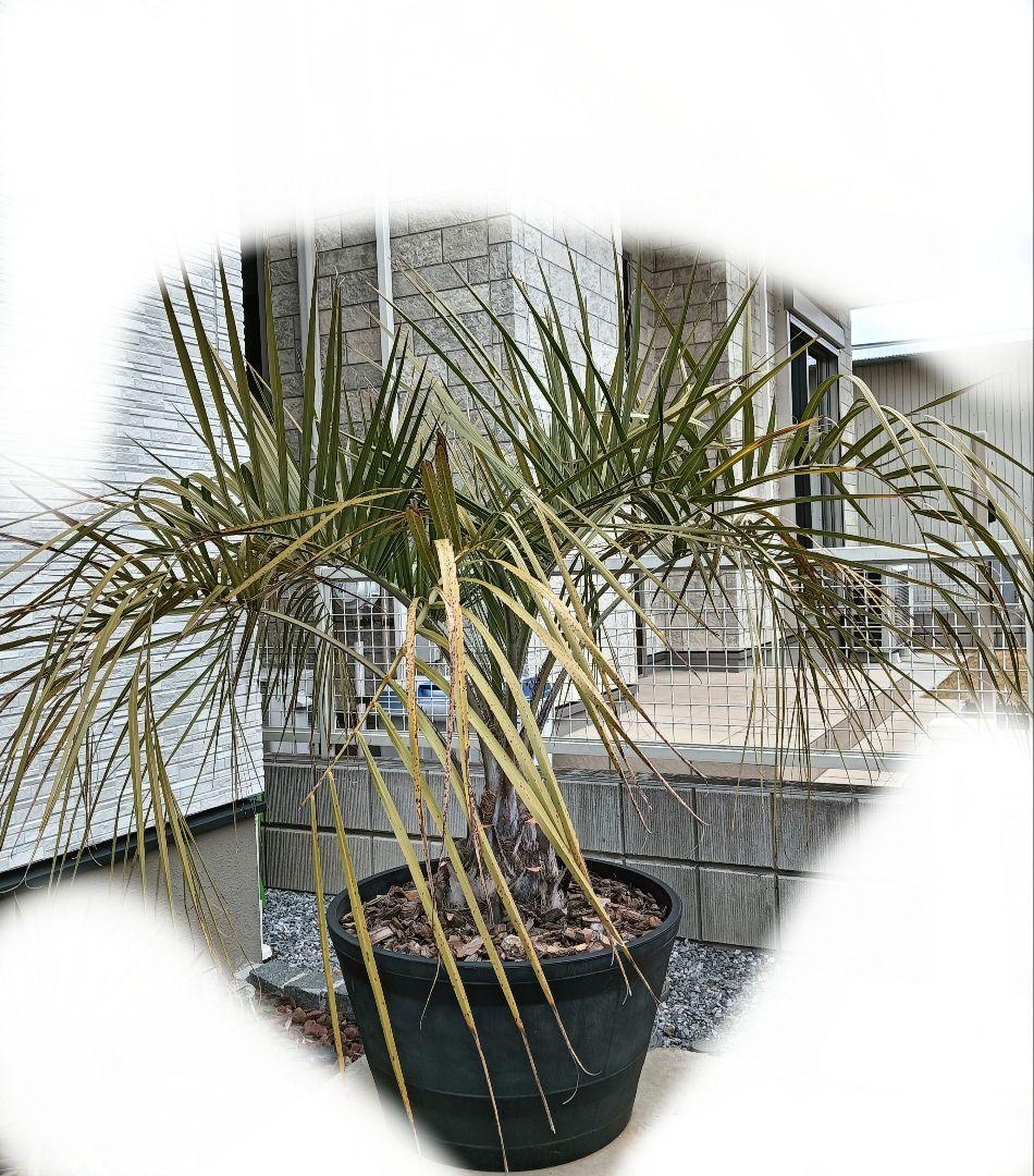 フ*ン様 処分価格！ココスヤシ【現地で引取限定】