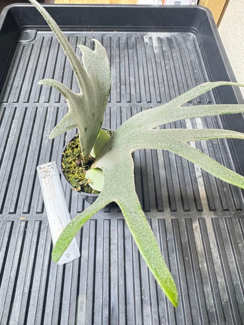 veichii celso、bogor suddan mix dwarf ②