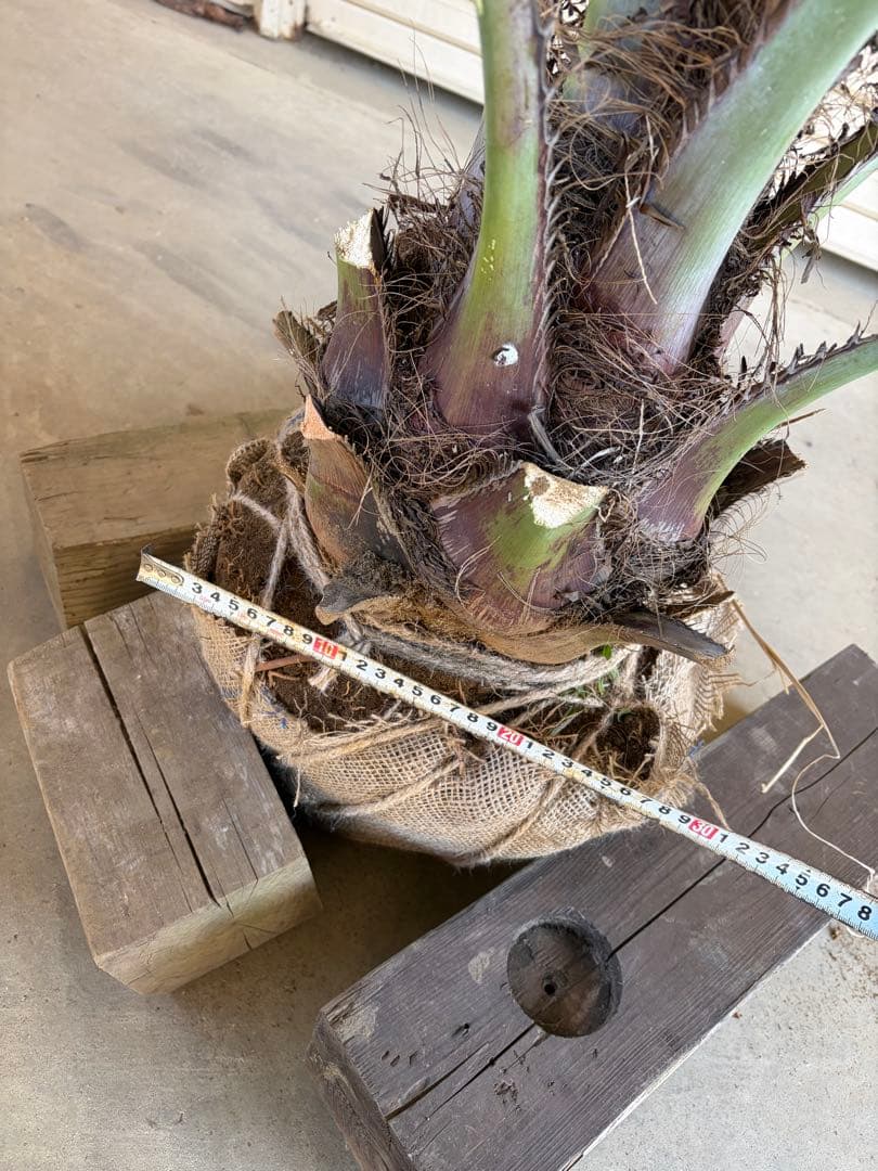 ココスヤシ　根鉢上から150cm