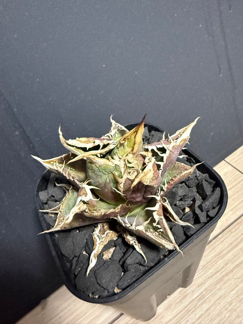 アガベブツブツ　ノーネーム　チタノタ　オテロイ　実生