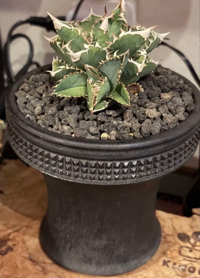 アガベ チタノタ CJ Special spicy gem 鉢植え