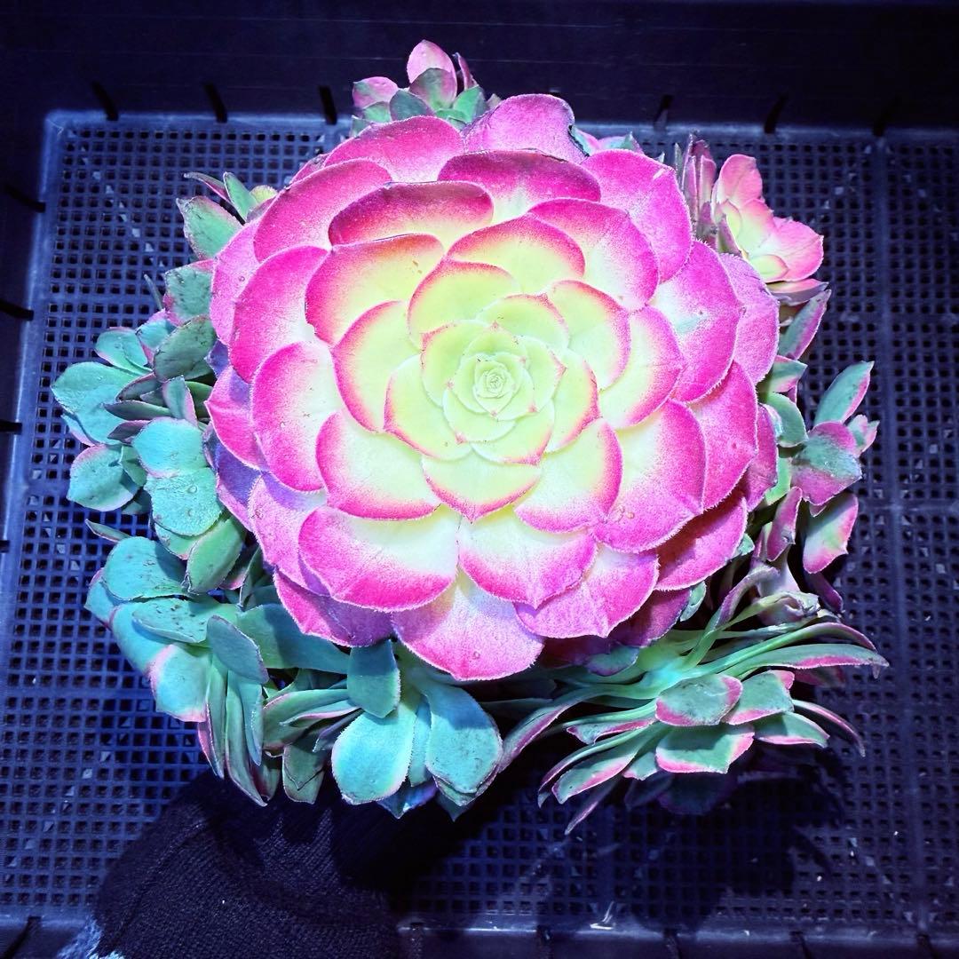 新入荷　超レア新品種　アエオニウム　マリンニンフ錦(群生)　法師錦　(超大品)