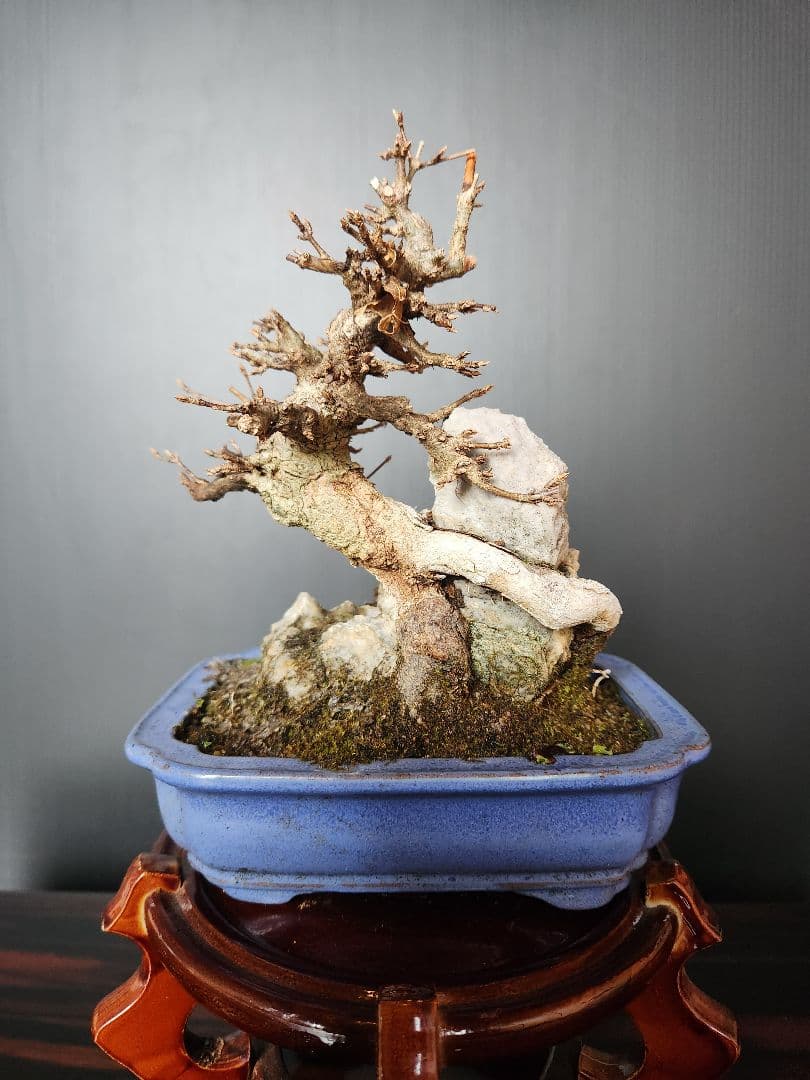 楓石付盆栽 かえで石付盆栽 楓盆栽 小品盆栽 紅葉