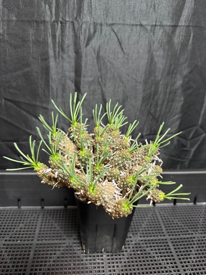 ②ユーフォルビア　ルディス