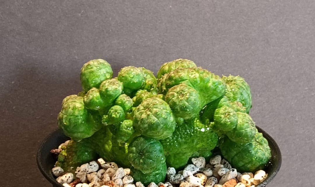 ユーフォルビア　オベサ　綴化　せっか