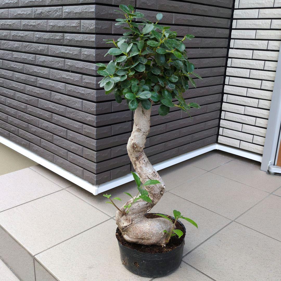 観葉植物　パンダガジュマル　８号ポット　多幸の木　Ｂ