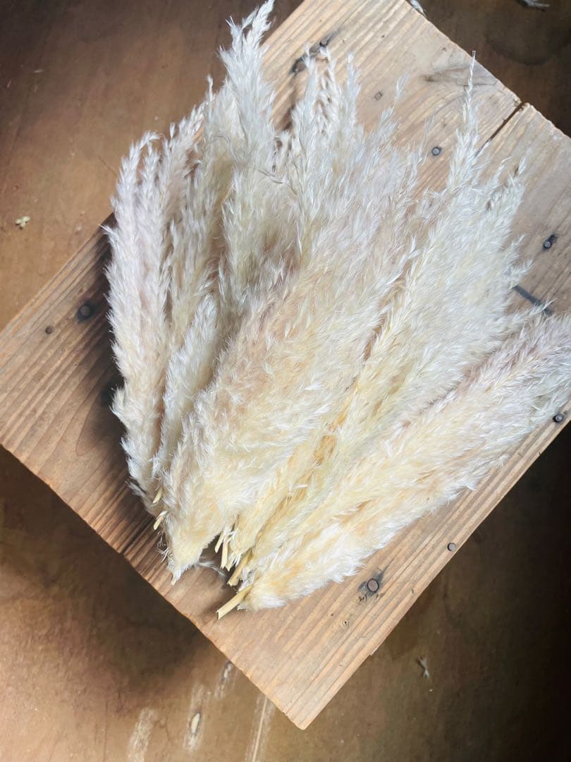 1月分　パンパスグラス　240本