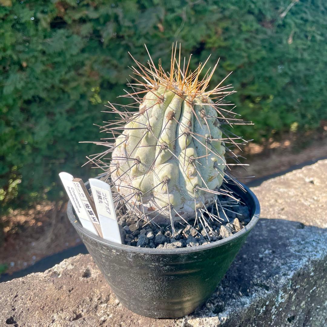 存在感抜群❗️コピアポア　逆鱗丸　ビンテージ　株　　(黒王丸　、