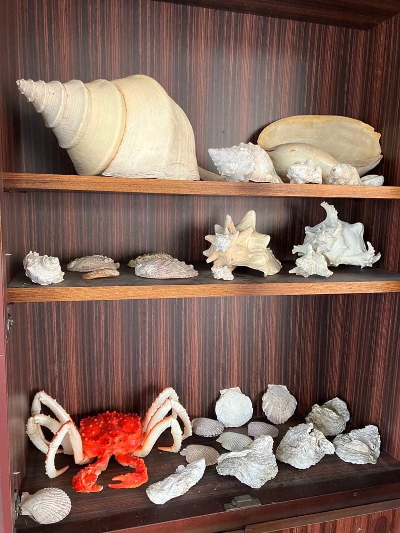 海の神秘　巨大貝殻　貝殻　コレクション　全25〜　珍品　奇品　南洋　オークション