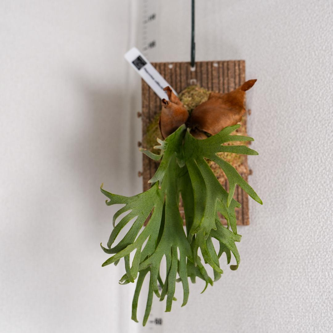 ビカクシダ バクテリア P. willinckii 'Bacteria' 板付済