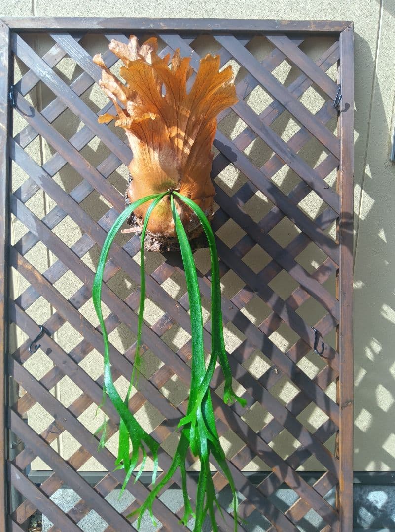 ビカクシダ　ウィリンキーコルク付