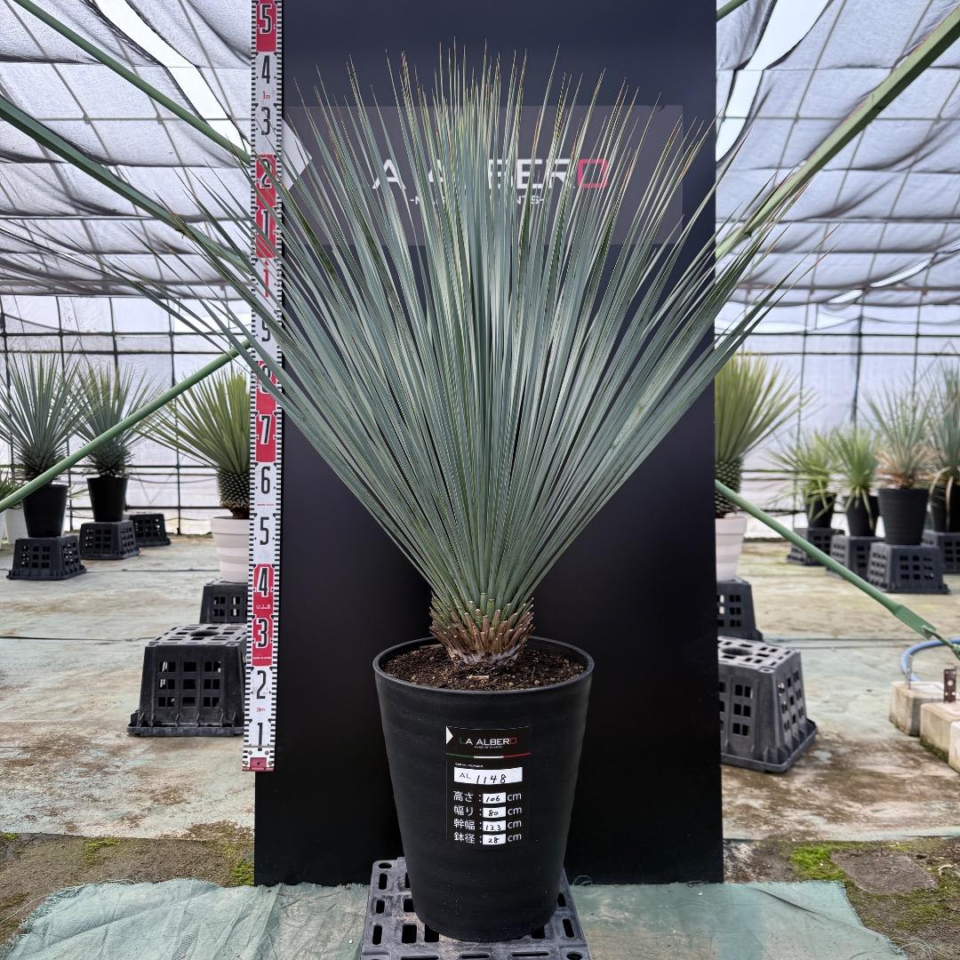 【AL1148】ユッカ　ロストラータ　ランチョブルー　数量限定