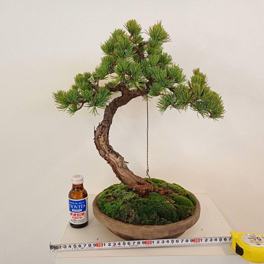 五葉松　樹高鉢底から　約45cm
