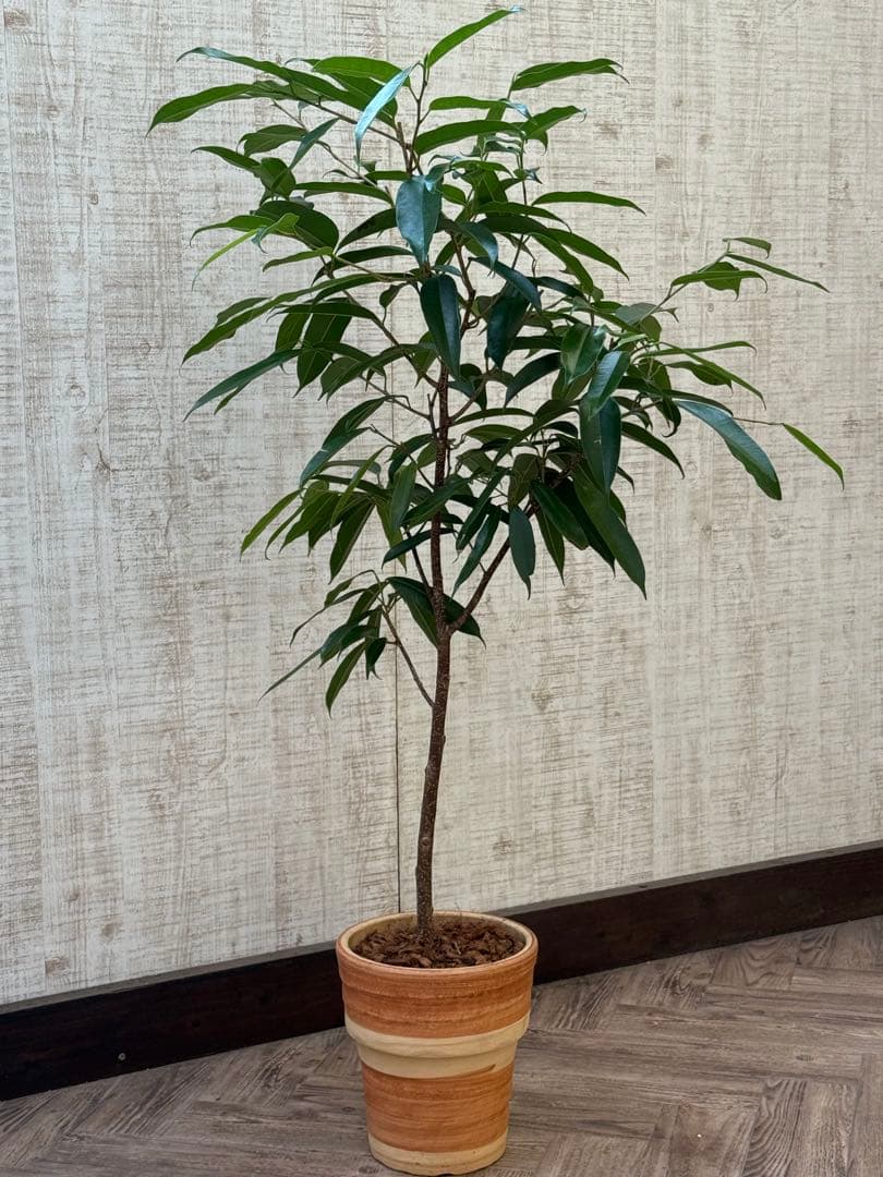 ☆ フィカス アムステルダムキング♪ 120cm 陶器鉢♪