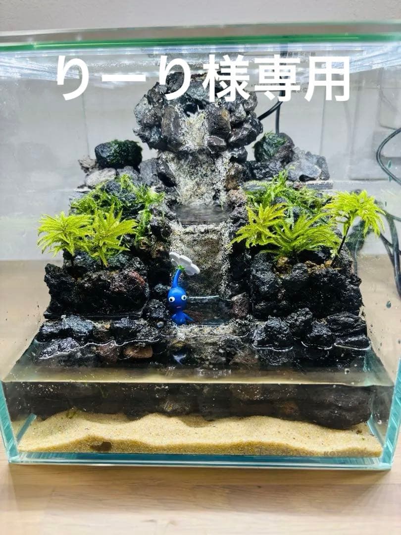 りーり　アクアテラリウム　コウヤノマンネングサ　ウィローモス