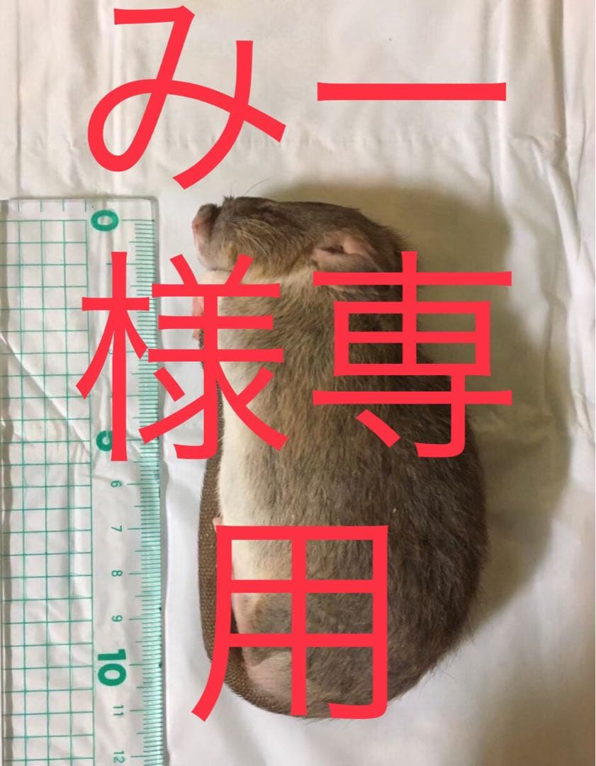 爬虫類・両生類のエサ SS100