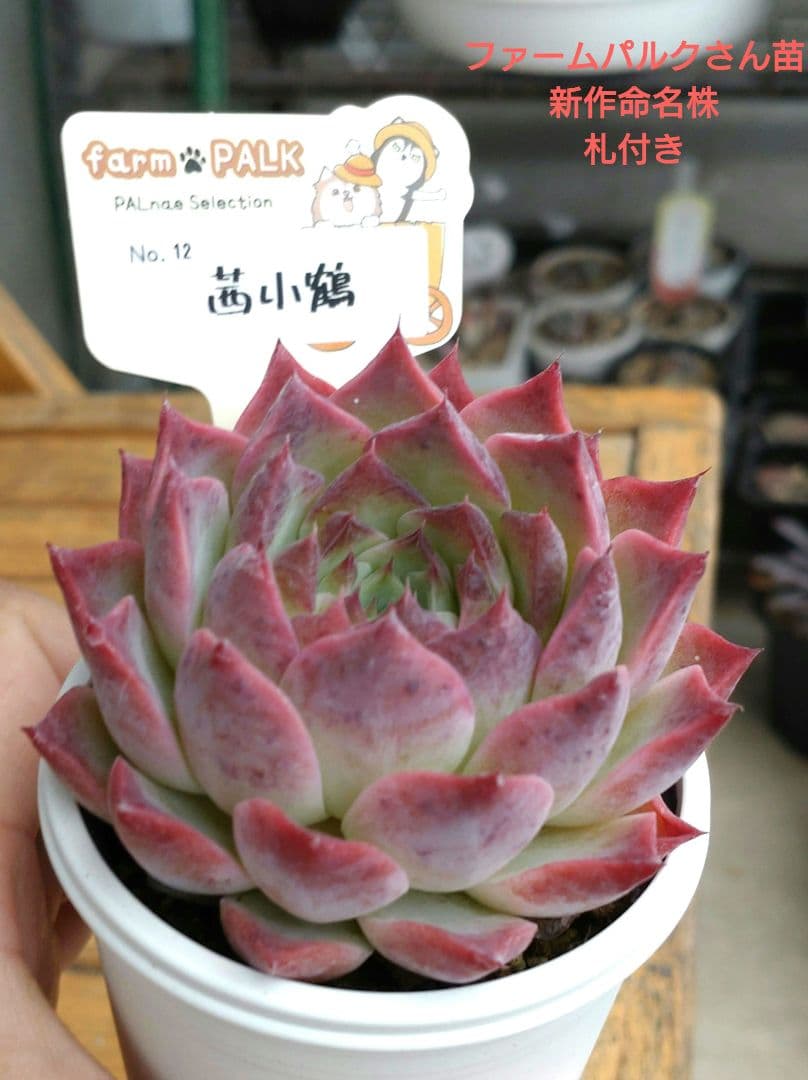 ファームパルクさん苗新作命名株 No.12茜小鶴