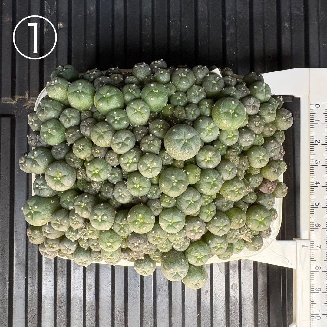 ★☆銀冠玉いろいろ① 実生☆★