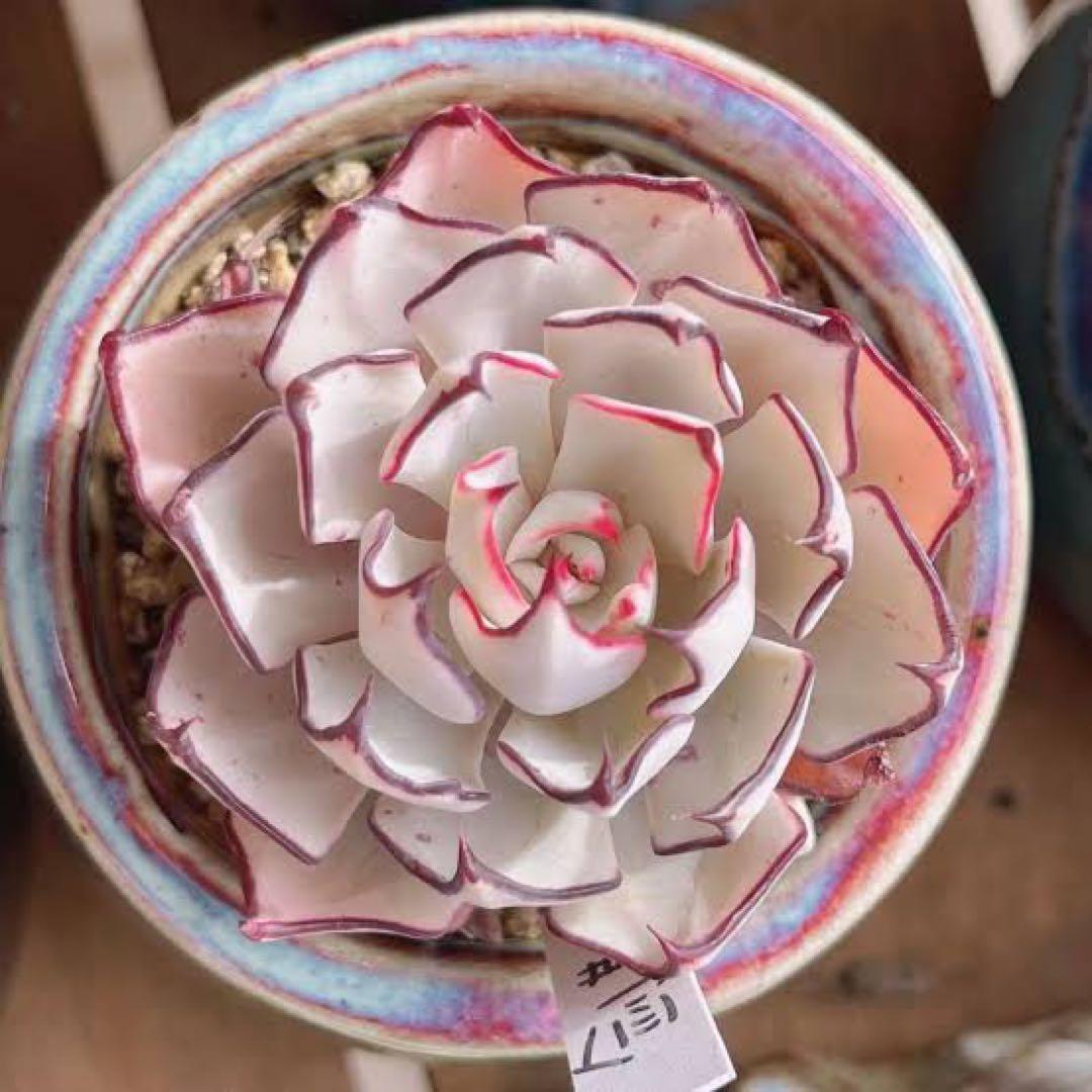 ストリクチフローラノヴァ　エケベリア　多肉植物 長年の人気種　写真4から一つ