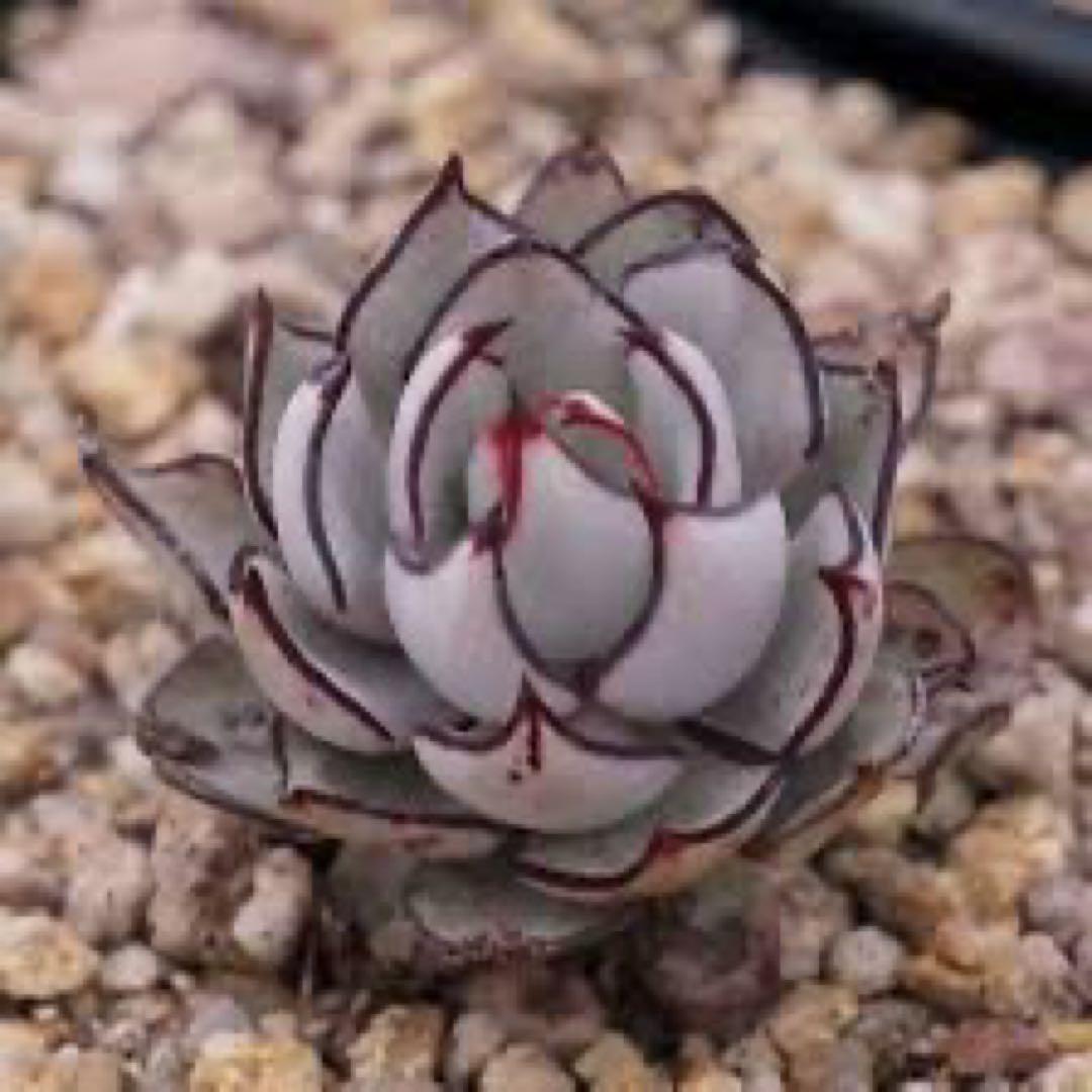 ストリクチフローラノヴァ　エケベリア　多肉植物 長年の人気種　写真4から一つ