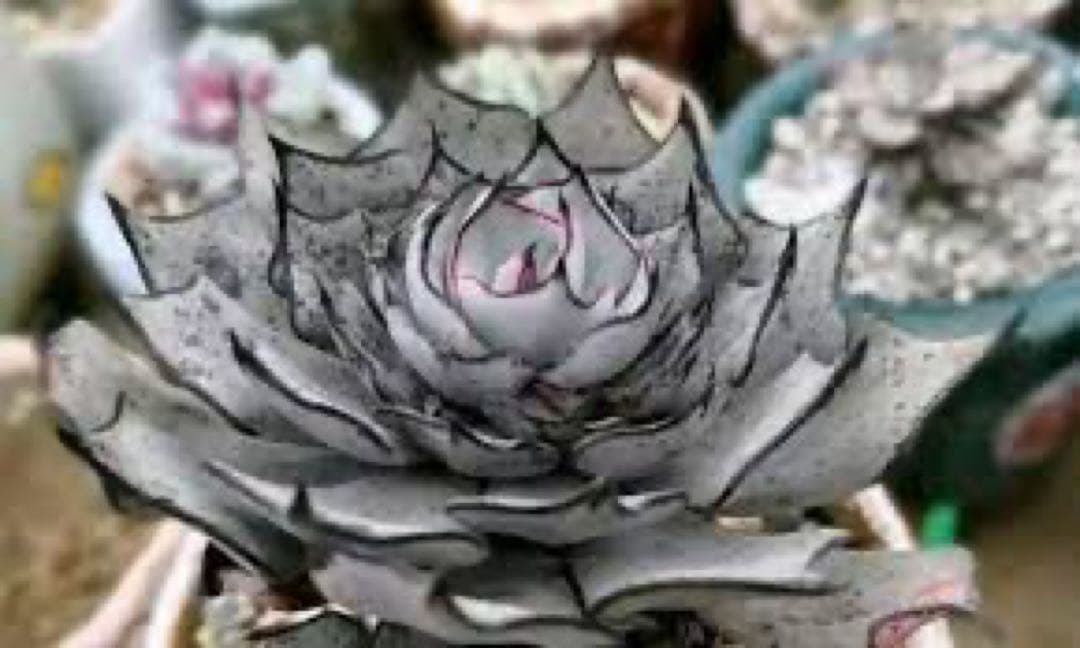 ストリクチフローラノヴァ　エケベリア　多肉植物 長年の人気種　写真4から一つ