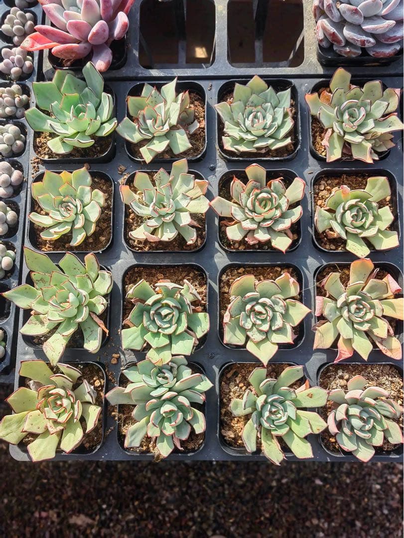 ストリクチフローラノヴァ　エケベリア　多肉植物 長年の人気種　写真4から一つ