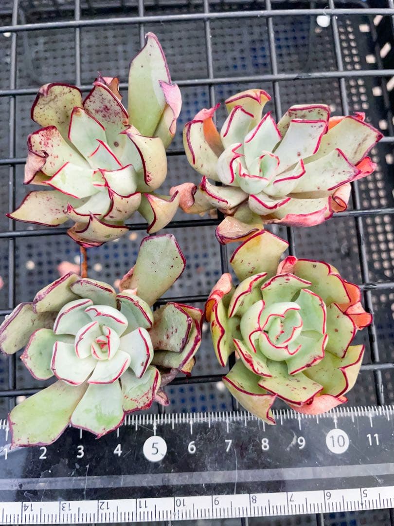 ストリクチフローラノヴァ　エケベリア　多肉植物 長年の人気種　写真4から一つ