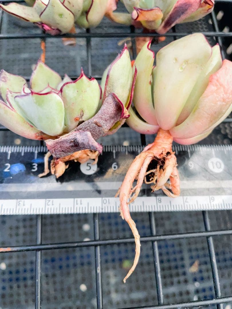 ストリクチフローラノヴァ　エケベリア　多肉植物 長年の人気種　写真4から一つ