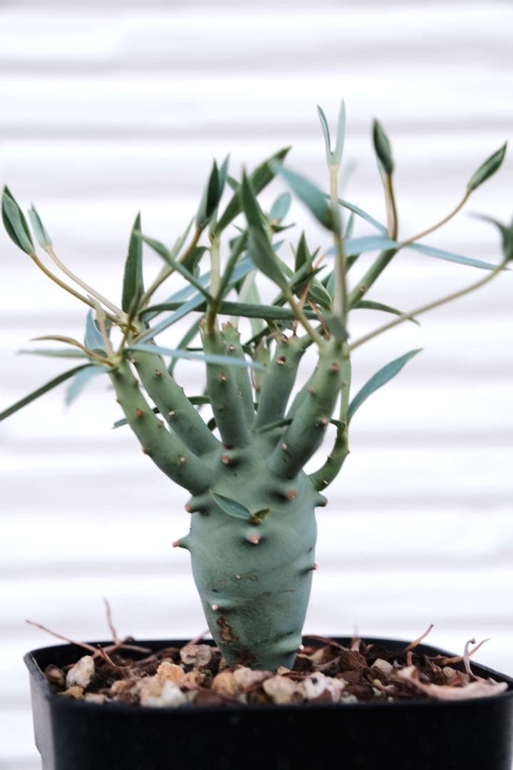 ユーフォルビア エチュベルクローサ 実生