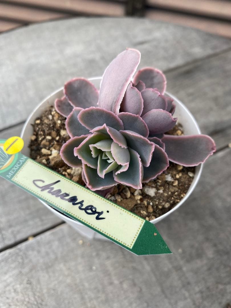 1 双頭　原種　チャザロイ　Chazaroi エケベリア 紫色